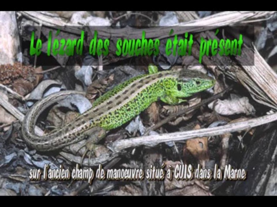 Terrain militaire de CUIS  au 2.11.2014