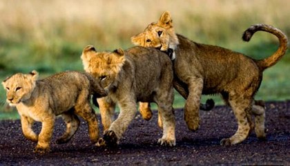 Büyük Kedilerin Günlüğü | 22.Bölüm