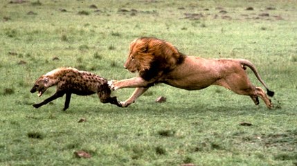 Büyük Kedilerin Günlüğü | 23.Bölüm