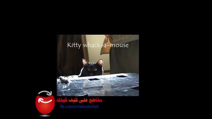 لعبة القط والفأر ؟؟ قطة تحاول امساك الفأرة لكن ؟؟!! ههه شاهد