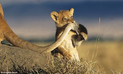 Büyük Kedilerin Günlüğü | 24.Bölüm