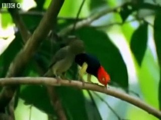 Best Of Funny Talking Animals