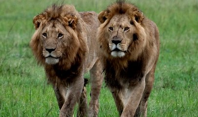 Büyük Kedilerin Günlüğü | 26.Bölüm