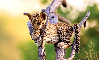 Büyük Kedilerin Günlüğü | 3.Bölüm