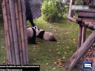 Dunya News - Cute panda cubs avoid taking their medicine