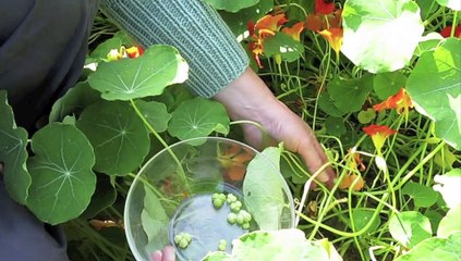 Jardinage: les secrets de la préparation des câpres de capucine
