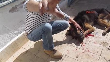 İngiliz Vatandaş, Köpeğini Başına Vura Vura Öldürdü