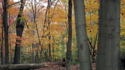 Love & Fungi: Trailer HD VO st bil/ OV tw ond