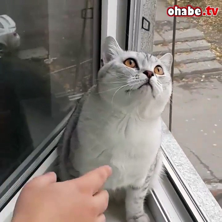 Hipnoz olmuş kedi!