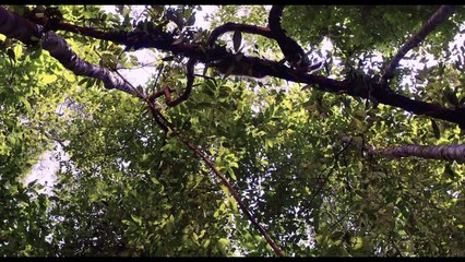 Amazonia: Vlaamse Trailer HD