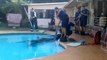 Cheval secouru par les pompiers dans une piscine