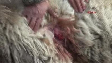 Hakkari'de Sokak Köpekleri 7 Koyunu Telef Etti