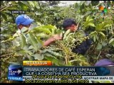 Nicaraguan coffee exports generate increased revenue