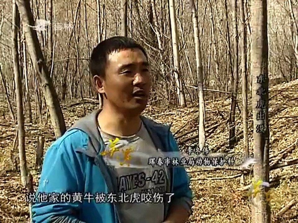 关东 《关东》 20141102 东北虎出没