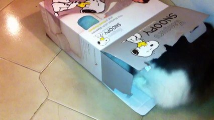 Quando a un gatto piace entrare dentro ad una scatola di cartone