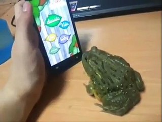 Une grenouille joue avec un smartphone