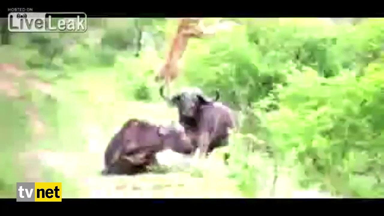 Bufalo aslanı yerden yere vurdu