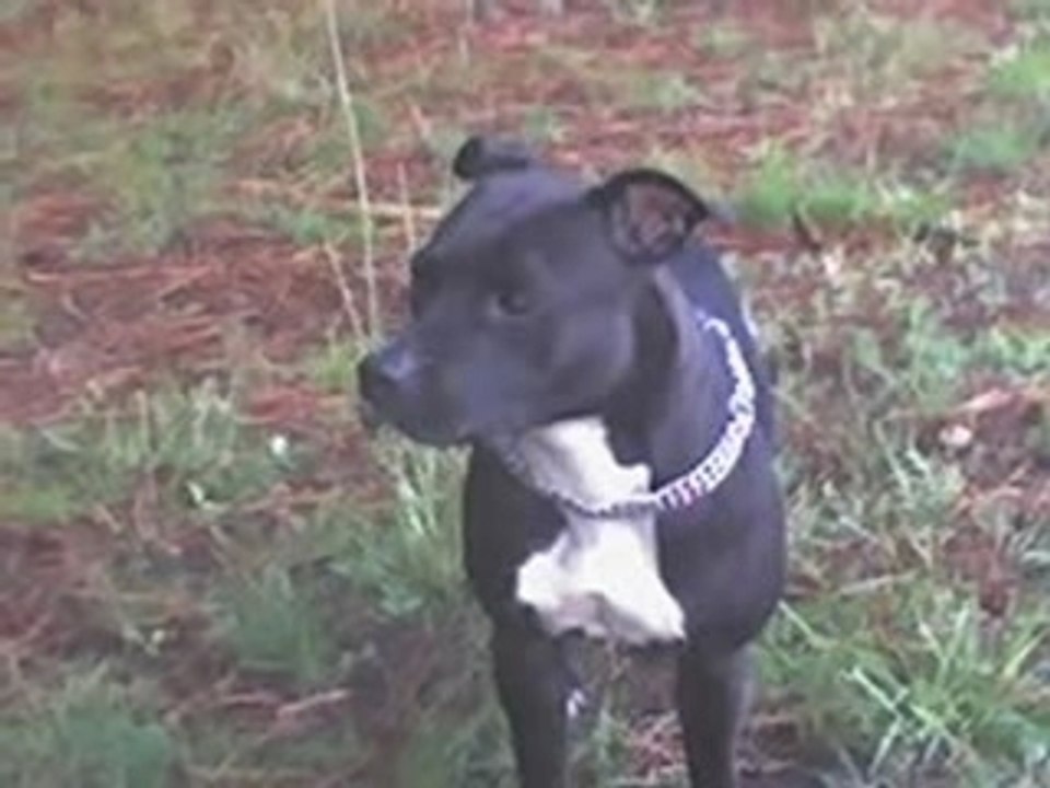 Booba video