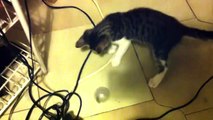 Quando ad un gattino piace tanto giocare con una pallina