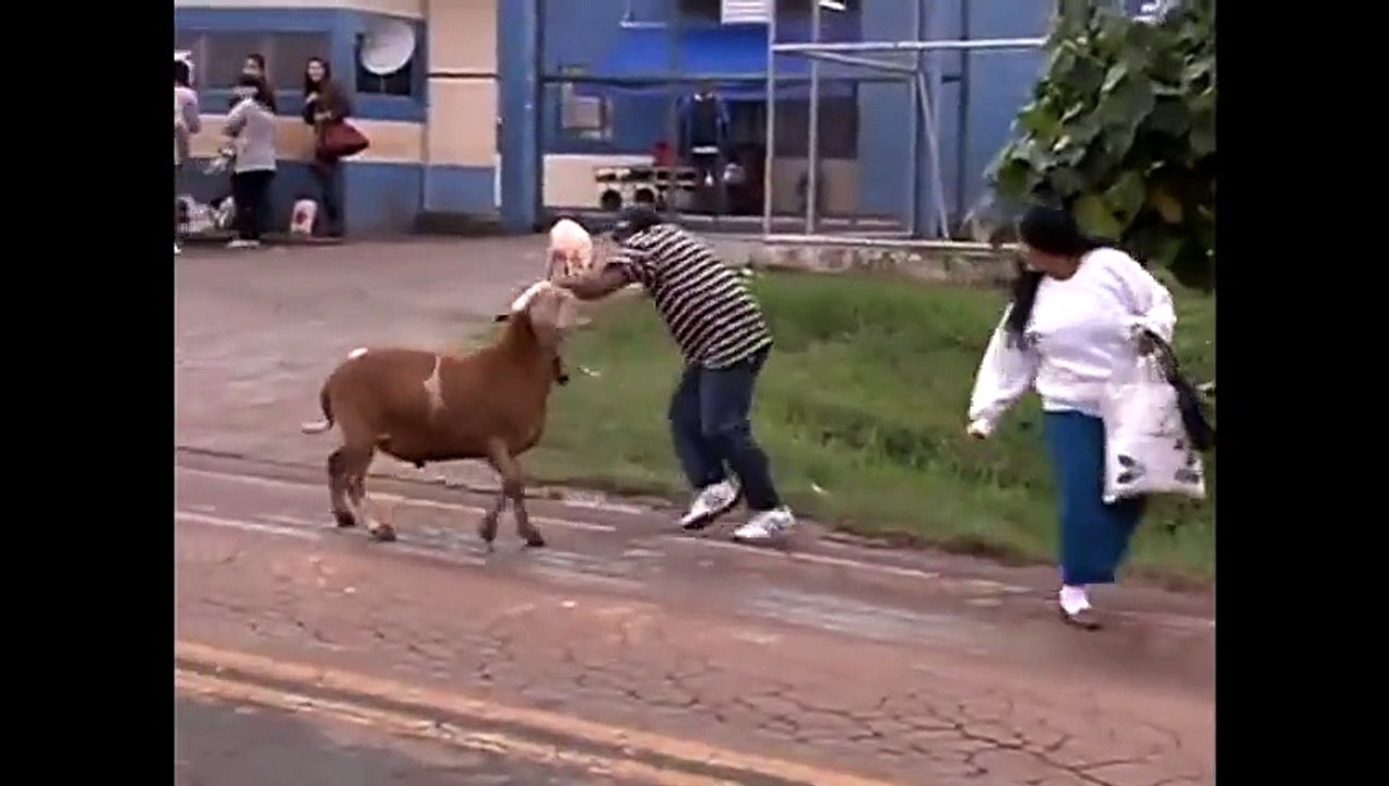 Hilarious!! Crazy Ass Goat Terrorizes People in the streets! Real Life Mountain Dew attack Goat!
