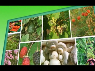 1. Virus Free Banana Plant Production Through Tissue Culture New