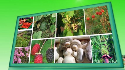 Virus free Potato Seed Production through Tissue Culture New