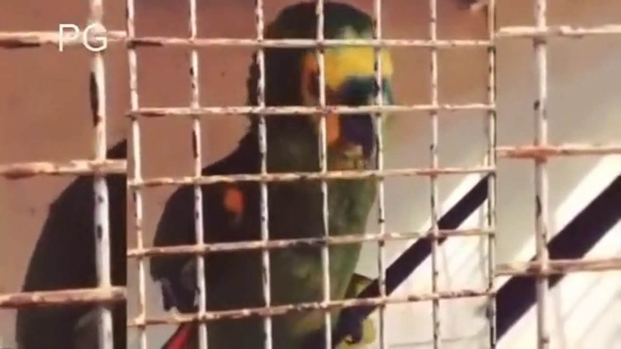 El loro más futbolero!