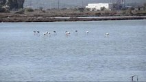 Flamingolar Bodrum'a Gelmeye Başladı