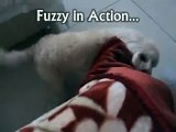 Meet Fuzzy the Bichon Frise Dog