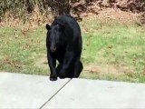 Man Tells A Bear To Go Away, Bear Listens