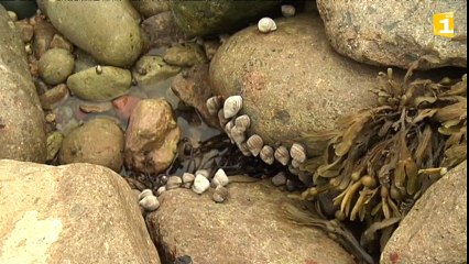 Archives sur la pêche à pied : les vignettes