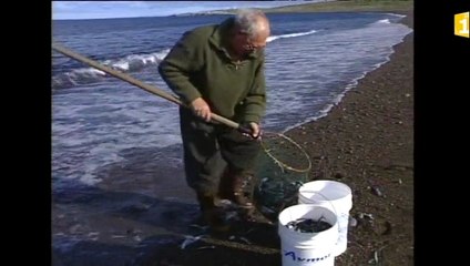 Archives sur la pêche à pied : le capelan