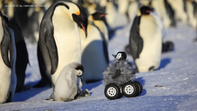 Fuzzy, Four-Wheeled Penguin Rover Fools Colony