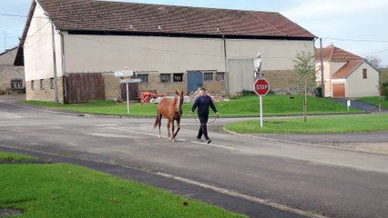 Bhalil 3 ans, ( Blanc marine DRE** x Mélody des cèdres DRE* )