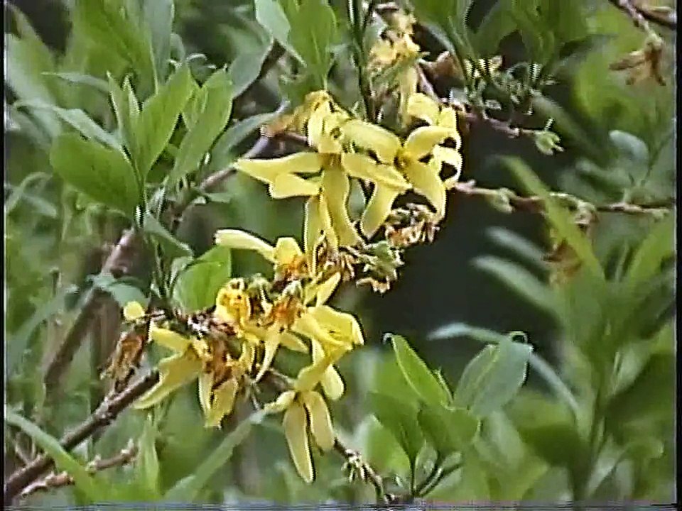 Bella Coola Natural History: Pine Siskin, Purple Finch, Calliope Hummingbird, Golden-crowned Sparrow