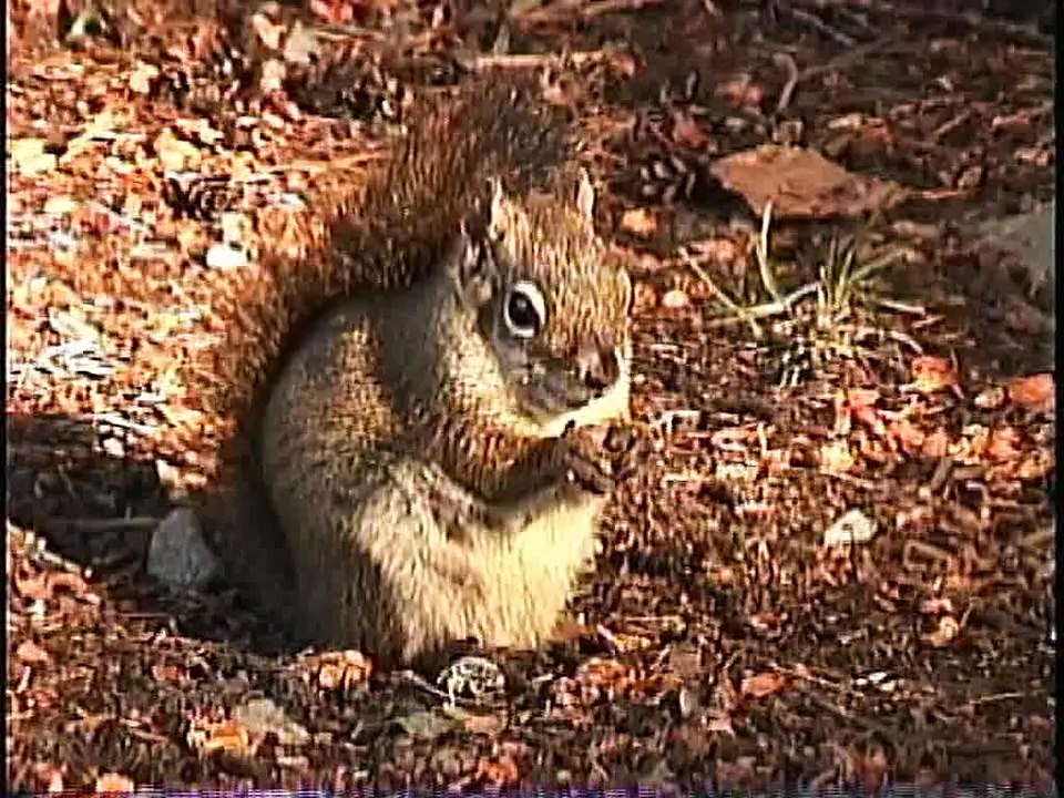 Bella Coola Natural History: Black Bear, Bald Eagle, Bull Frog, Flying Squirrel, Red Fox