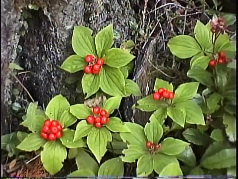 Bella Coola Natural History: Ruffed Grouse, Black Bear, Bald-faced Wasp, Bald Eagle