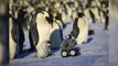 Scientists Disguise Remote-Controlled Car As a Baby Penguin to Spy On Real Penguins