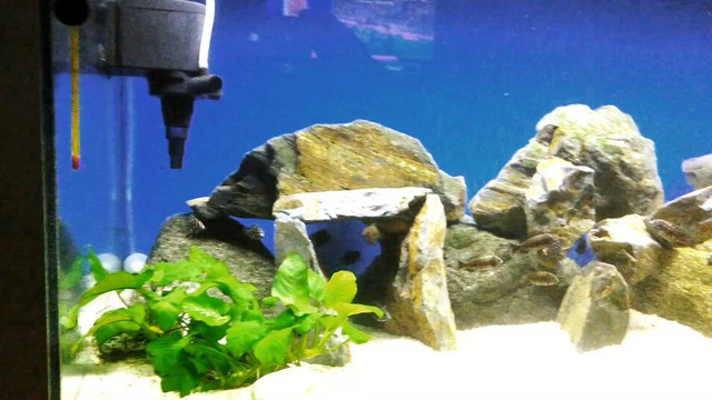 Tropheus maswa kasim 2104