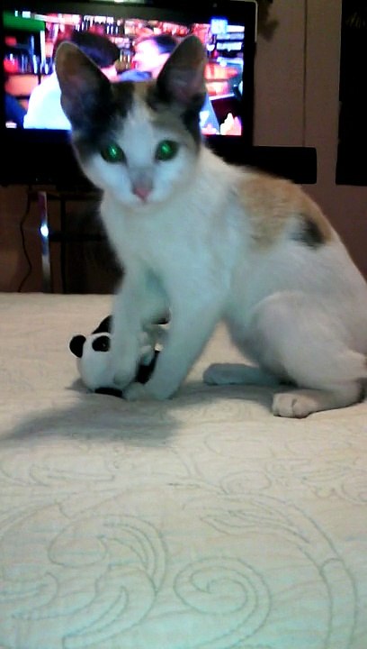 El ataque de Luna al pequeño panda