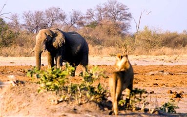 Büyük Kedilerin Günlüğü | 14.Bölüm