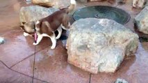 Siberian Husky Puppy unknowingly sits on a bubbling fountain and gets a wet surprise!