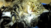 Mom Cat talking to her Kittens. 20 min BONUS video_2