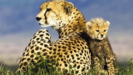 Büyük Kedilerin Günlüğü | 15.Bölüm