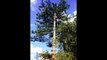 Tree Removal  and maintenance  Services Blacktown|Tree maintenance Parramatta|Tree Removal Penrith|Tree Removal Western Sydney