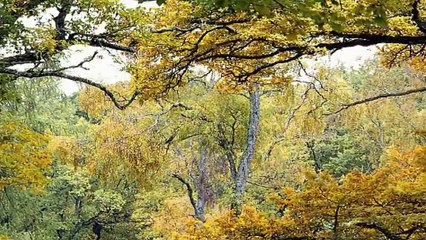 98 - Imágenes de relajación y música de paz total