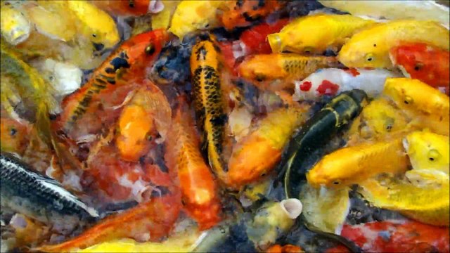 Thaïlande, couleurs bonheur