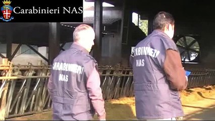 Cremona - Traffico di farmaci veterinari per aumento produzione di latte di bovini (03.11.14)