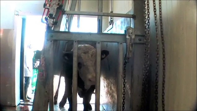 Halal Slaughter Watch succes: phasing out trip-floor boxes