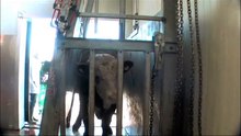 Halal Slaughter Watch succes: phasing out trip-floor boxes